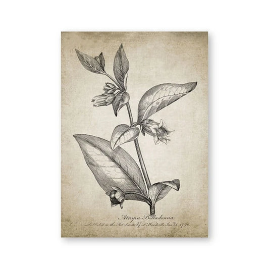 Antique Botanical Vintage Posters and Prints Wall Pictures Plants Retro Wall Art Canvas Painting Home Room Wall Decoration