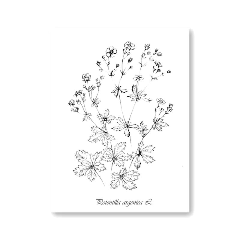 Flowers Botanical Scandinavian Posters Wildflowers Nordic Style Gallery Wall Art Prints Decorative Painting Pictures Home Decor