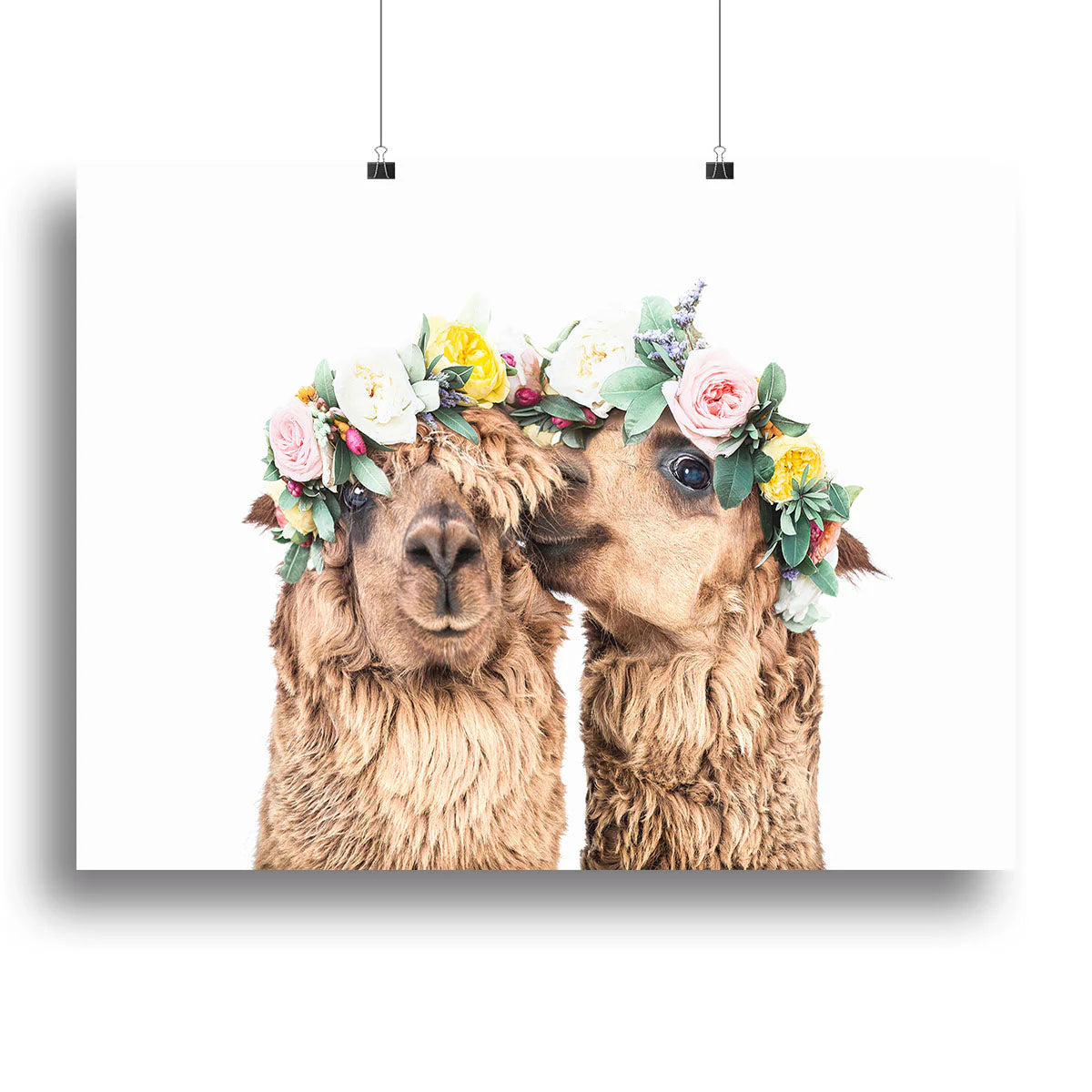 Boho Alpacas Canvas Print or Poster