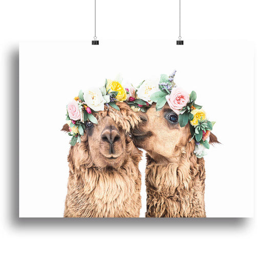 Boho Alpacas Canvas Print or Poster