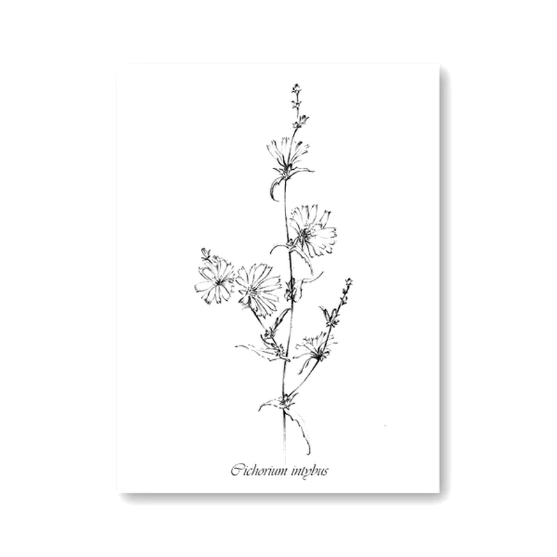 Flowers Botanical Scandinavian Posters Wildflowers Nordic Style Gallery Wall Art Prints Decorative Painting Pictures Home Decor