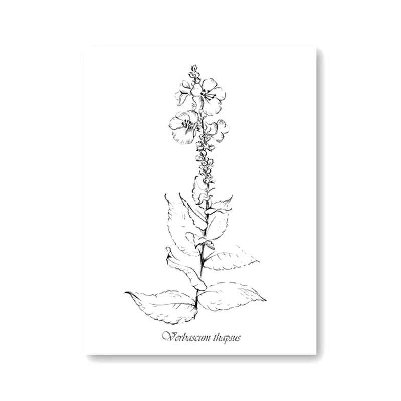 Flowers Botanical Scandinavian Posters Wildflowers Nordic Style Gallery Wall Art Prints Decorative Painting Pictures Home Decor